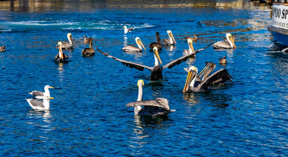 Los Angeles: Redondo Beach Glass Bottom Boat Cruise - Who This Cruise Fits Best (and Who Should Skip It)