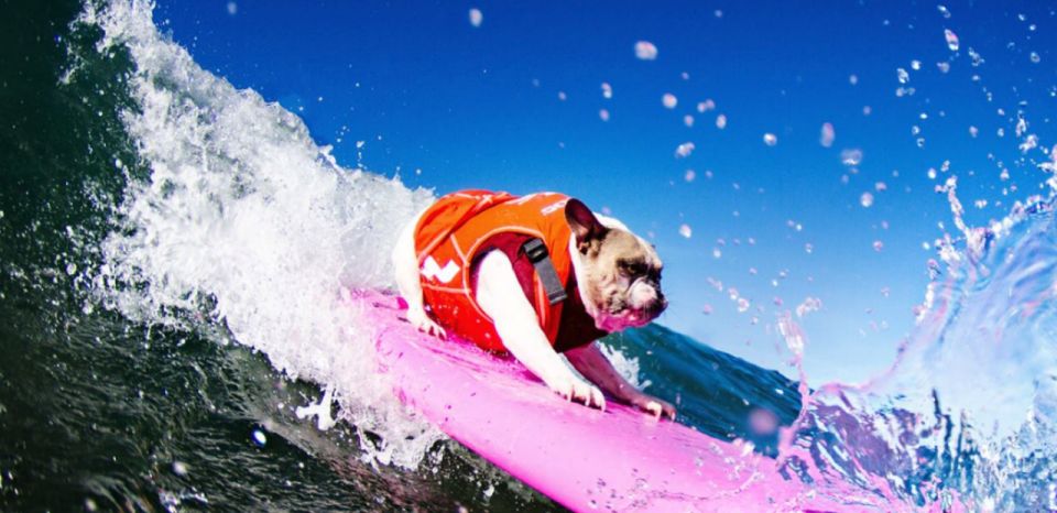 Los Angeles: Surfing Lesson in Venice Beach - Key things to know before you go