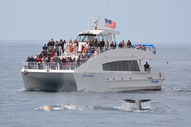 Los Angeles Whale and Dolphin Watching Cruise from West Harbor - Quiet Catamarans and Educator-Led Narration: The Experience’s Real Strength