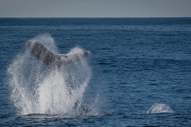 Los Angeles Whale and Dolphin Watching Cruise from West Harbor - Wildlife Watching the Responsible Way: What the Educators Focus On