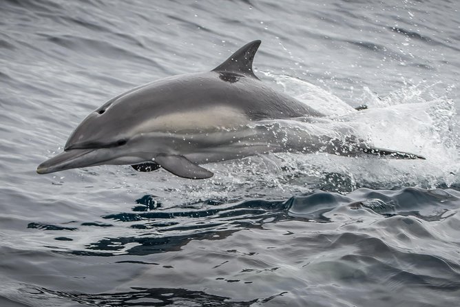 Los Angeles Whale and Dolphin Watching Cruise from West Harbor - Inside vs Outside Seating: Comfort Tips That Actually Help
