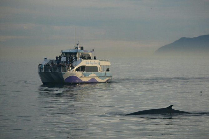 Los Angeles Whale and Dolphin Watching Cruise from West Harbor - Sea-Life Guarantee: What It Does for Your Risk Level