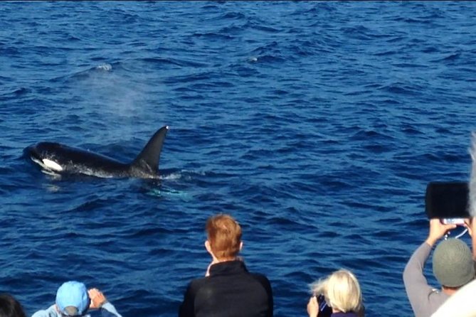 Los Angeles Whale and Dolphin Watching Cruise from West Harbor - What the Best Days Feel Like (Based on Typical Outcomes)