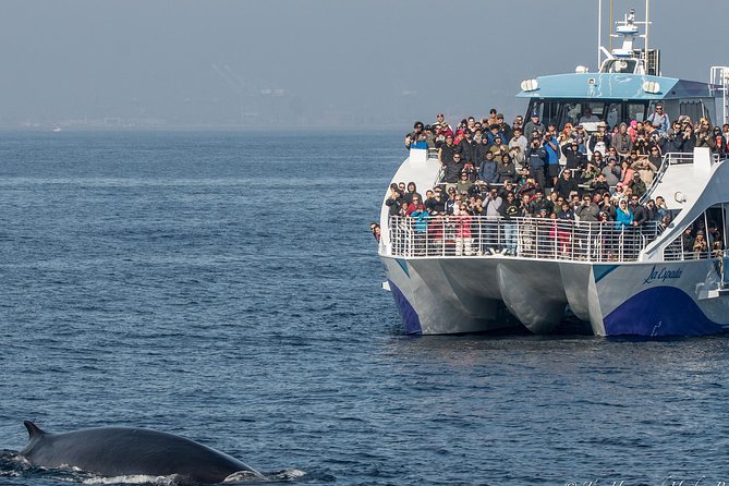 Los Angeles Whale and Dolphin Watching Cruise from West Harbor - The 2 to 2.5 Hour Route: What Each Stop Adds