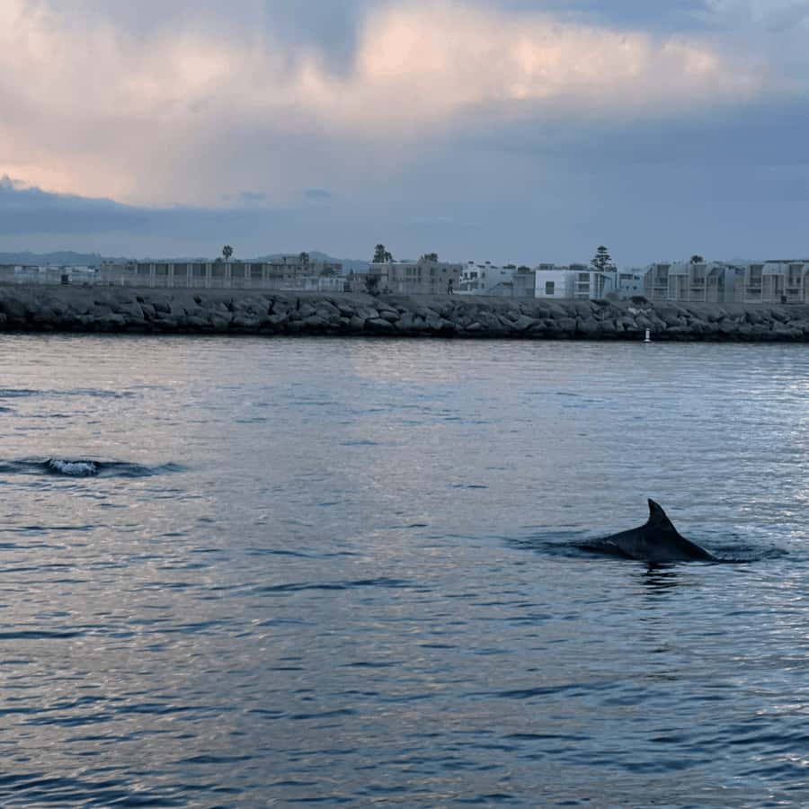 Marina del Rey: 1-Hour Boat Tour - Boat Type and What That Means for Comfort