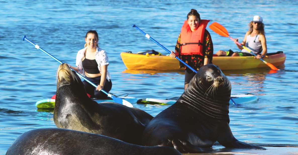 Marina Del Rey: Kayak and Paddleboard Tour with Sea Lions - Small group experience: more attention, calmer pacing