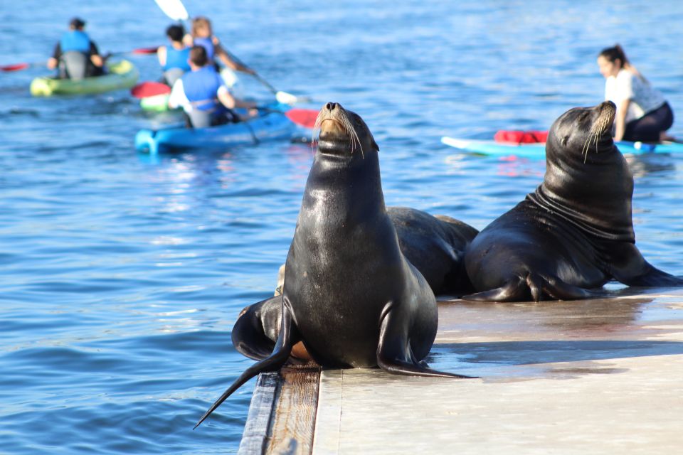 Marina Del Rey: Kayak and Paddleboard Tour with Sea Lions - Price and value: why $79 can make sense here