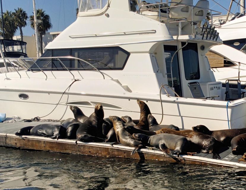 Marina Del Rey Luxury Boat Cruise Wine, Charcuterie Sealions - Rules and safety that shape the experience