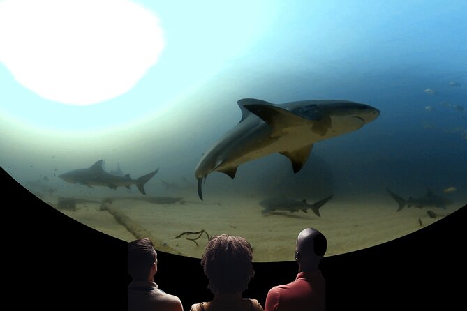 Ocean Wonders: An Immersive Ocean Movie Experience - Catalina Connection: How It Fits In (And When It Might Not)