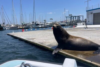 One Hour Cruise Around Marina del Rey - Stop 1: Marina del Rey Harbor’s Big-Marina Scale