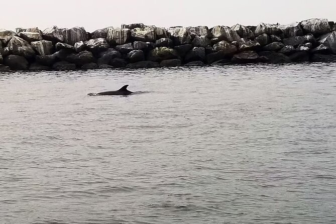 One Hour Cruise Around Marina del Rey - Stop 3: Playa del Rey Beach and the LAX Overhead Reality