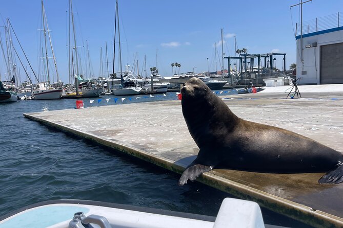 One Hour Cruise Around Marina del Rey - Stop 1: Marina del Rey Harbor’s Big-Marina Scale