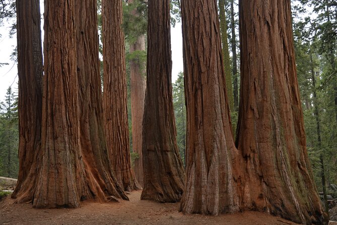 Private Day Tour to Sequoia and Kings Canyon Parks From LA - Key highlights you should know before you go