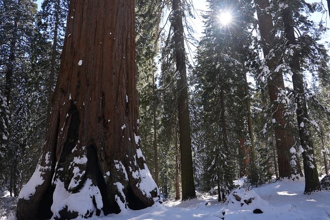 Private Day Tour to Sequoia and Kings Canyon Parks From LA - Private transportation and photos: where value shows up