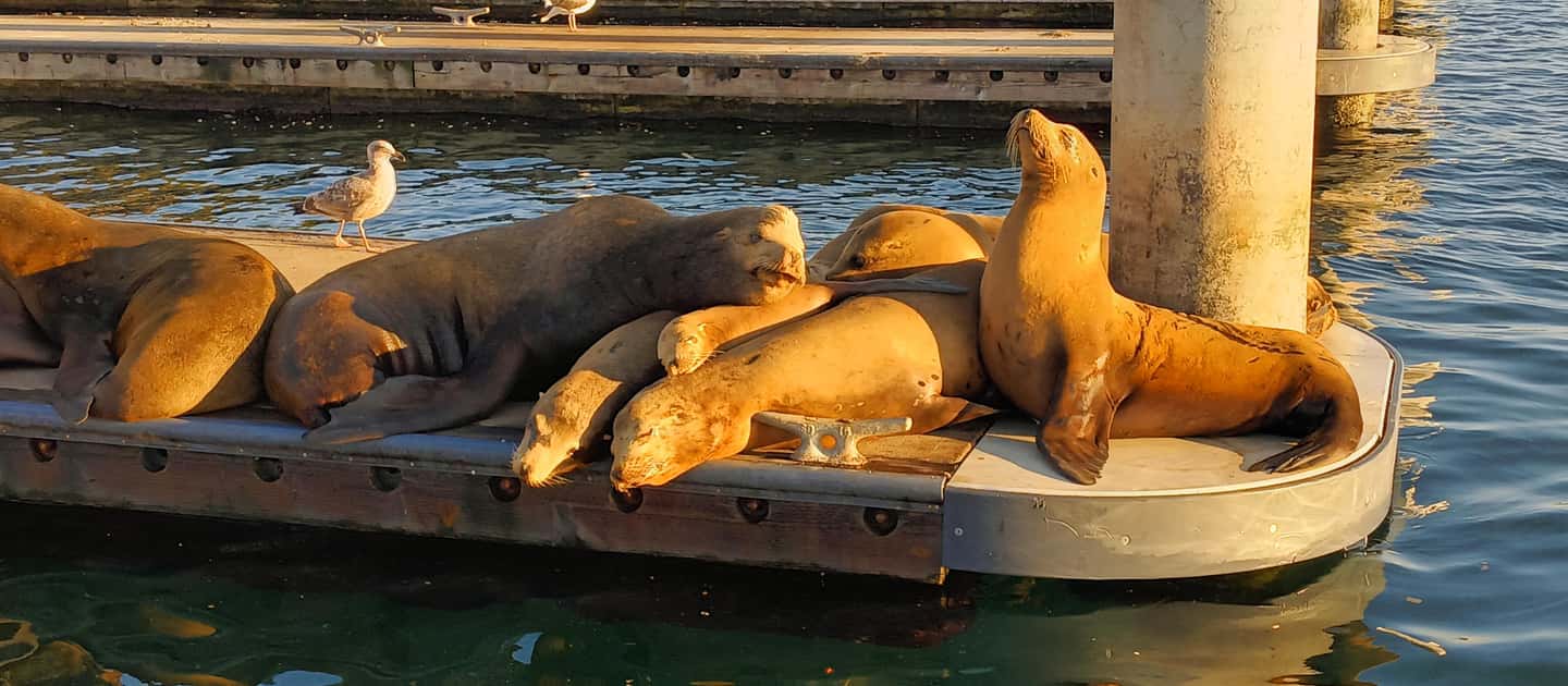 Romantic Boat Cruise with Wine & Cheese or Surprise Dinner - Key Things To Know Before You Go