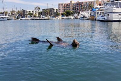 Romantic Luxury Boat Cruise with Wine Cheese Sea LionTours - What you really get for $149: wine, charcuterie, and boat time