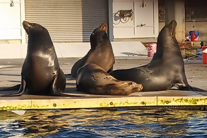 Romantic Luxury Boat Cruise with Wine Cheese Sea LionTours - Food, wine, and allergies: how to keep the night easy