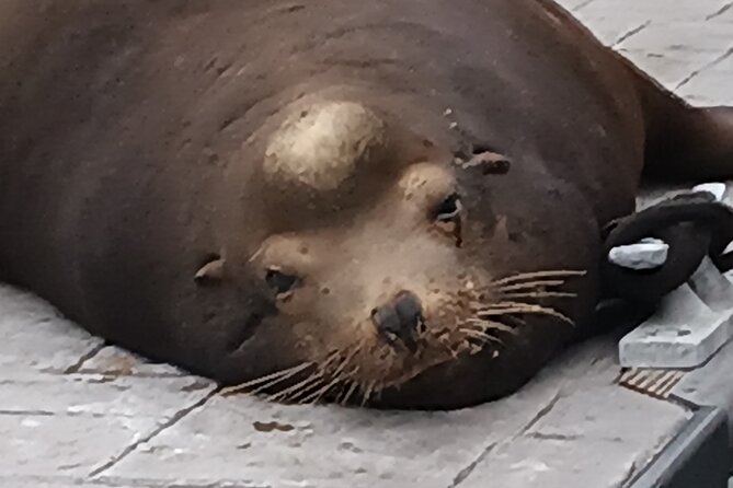 Romantic Luxury Boat Cruise with Wine Cheese Sea LionTours - What the wildlife moments actually feel like