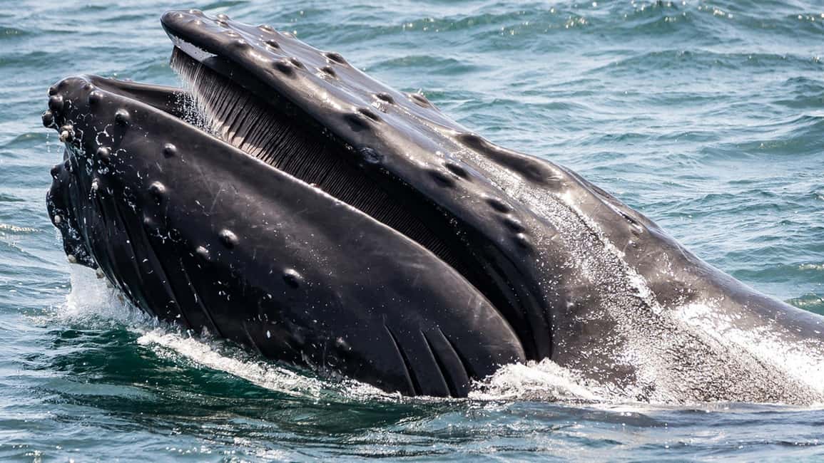San Pedro: West Harbor LA Dolphin & Whale Watching Cruise - Key things to know before you go