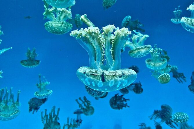 Skip the Ticketing Line: Aquarium of the Pacific General Admission Ticket - Quick takeaways