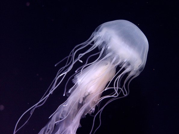 Skip the Ticketing Line: Aquarium of the Pacific General Admission Ticket - Skip-the-Line Entry: Your Fast Track to Long Beach Sea Life
