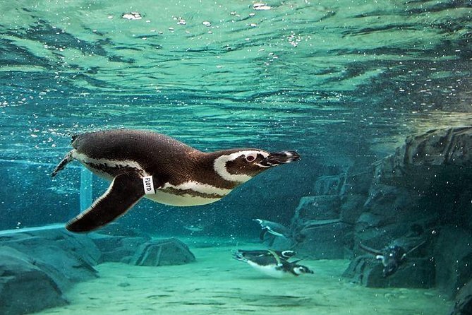 Skip the Ticketing Line: Aquarium of the Pacific General Admission Ticket - Inside the Aquarium: How the 19 Habitats Shape Your Route