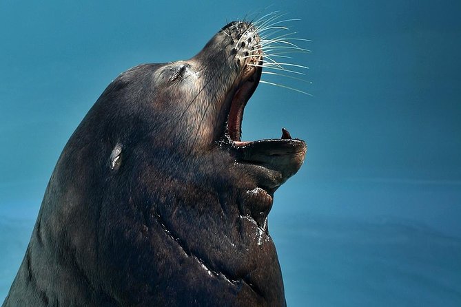 Skip the Ticketing Line: Aquarium of the Pacific General Admission Ticket - The Star Area: Shark Lagoon and Pacific Predators