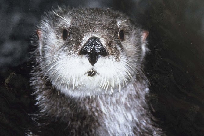 Skip the Ticketing Line: Aquarium of the Pacific General Admission Ticket - Seals, Sea Lions, Otters, and the Best Way to Watch Animals