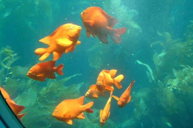 Yellow Semi-Submarine Tour of Catalina Island From Avalon - Logistics That Can Affect Your Day (Without Making It Complicated)